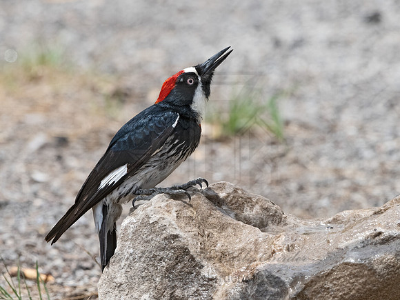 Melanerpes formicivorus  ACORN WOODPECKER 3037666z