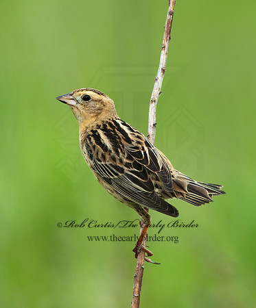 Dolichonyx oryzivorus  BOBOLINK 3008395z