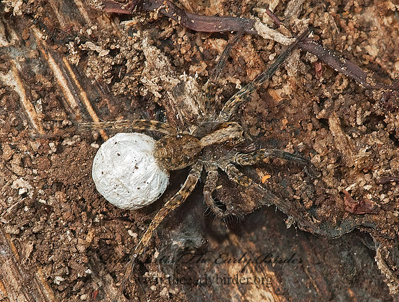 Lycosidae  WOLF SPIDER 5010466z