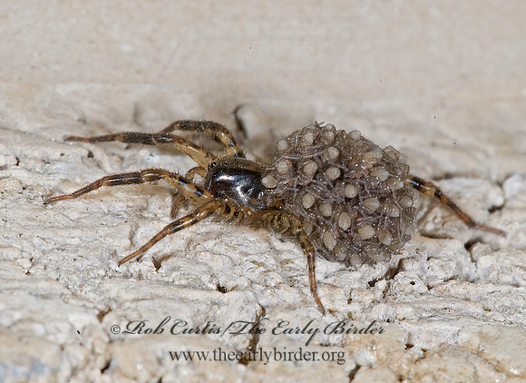 Allocosa absoluta  WOLF SPIDER 7003518z