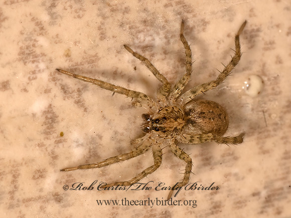 Hogna antelucana WOLF SPIDER 3038439z