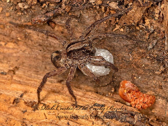 Varacosa avara  WOLF SPIDER 3024343z