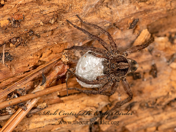 Varacosa avara  WOLF SPIDER 3024344z