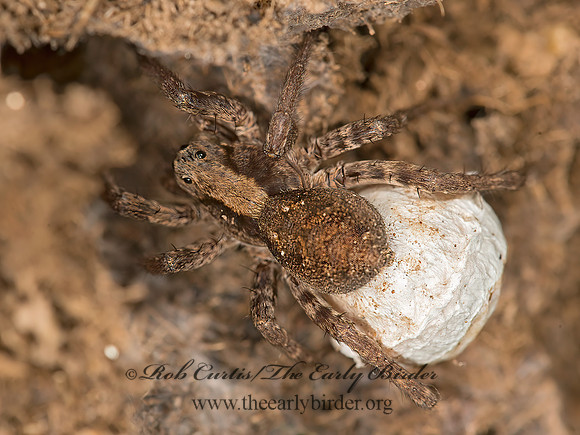 Alopecosa kochi  WOLF SPIDER  9058383z
