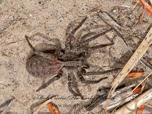 Alopecosa kochi~3024567z