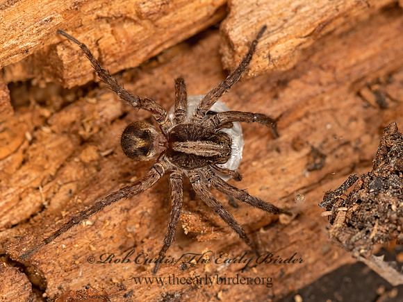 Varacosa avara  WOLF SPIDER 3024346z