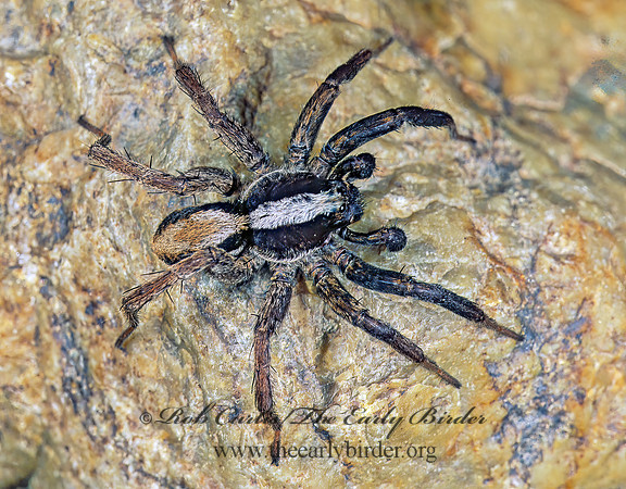 Alopecosa WOLF SPIDER 242611z