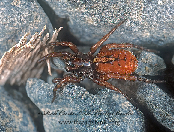 Arctosa alpigena or insignita  WOLF SPIDER 231429z