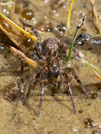 Arctosa emertoni  EMERTON'S WOLF SPIDER 3024678z