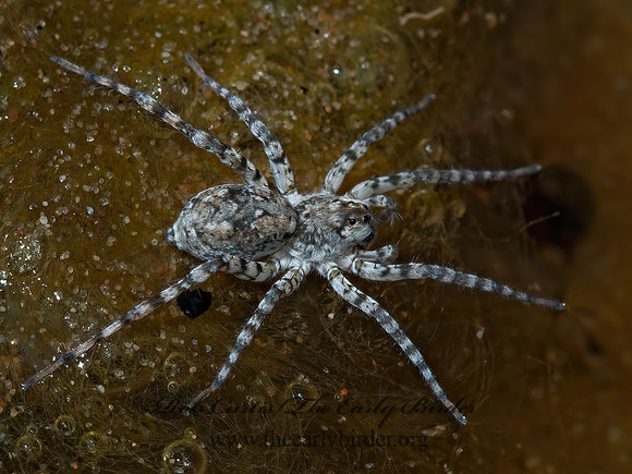Arctosa littoralis  WOLF SPIDER 5001838z