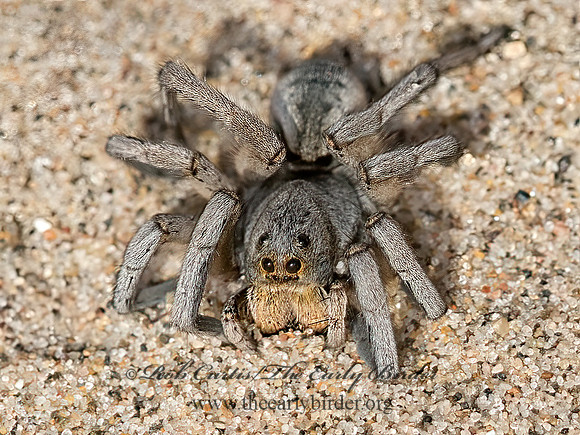 Geolycosa wrighti  WOLF SPIDER 9040792z