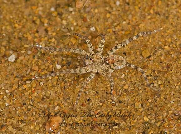 Arctosa littoralis  WOLF SPIDER 8017699z