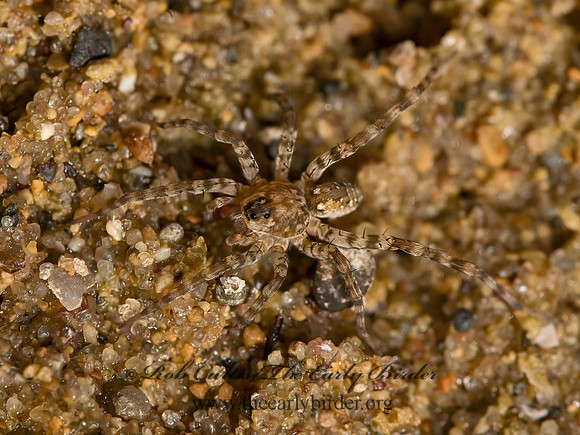 Arctosa littoralis  WOLF SPIDER 9047799z