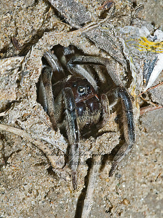 Geolycosa wrighti 7006316z