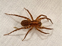 Gladicosa gulosa WOLF SPIDER 9048993z