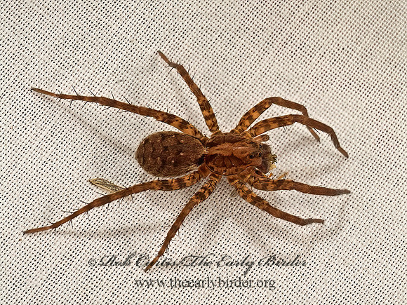 Gladicosa gulosa  WOLF SPIDER 9048993z