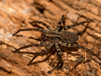 Gladicosa gulosa  WOLF SPIDER 9050064z