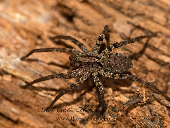 Gladicosa gulosa  WOLF SPIDER 9050064z