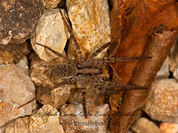 Gladicosa gulosa  WOLF SPIDER 9051895z