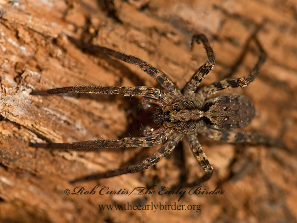 Gladicosa gulosa  WOLF SPIDER 9050065z