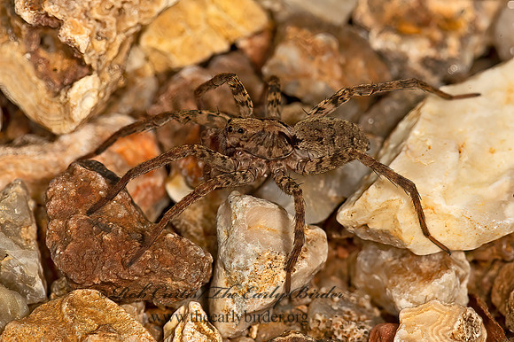 Gladicosa gulosa  WOLF SPIDER 9051897z