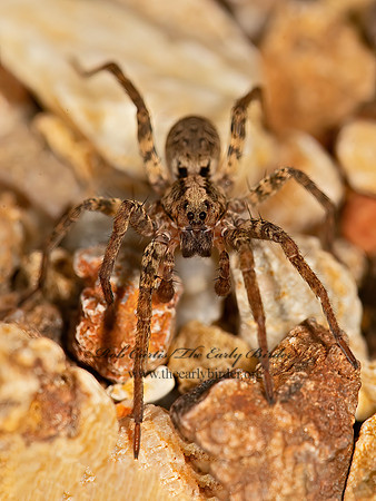Gladicosa gulosa  WOLF SPIDER 9051899z