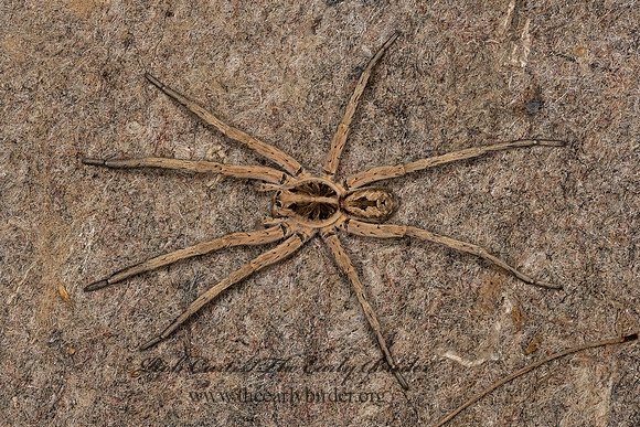 Hogna carolinensis 3033555z