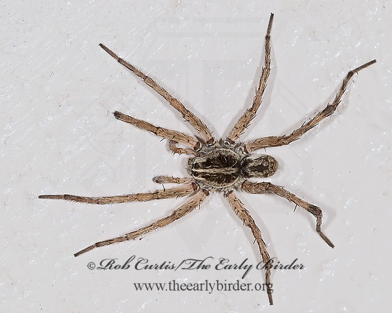 Hogna WOLF SPIDER 6024010z