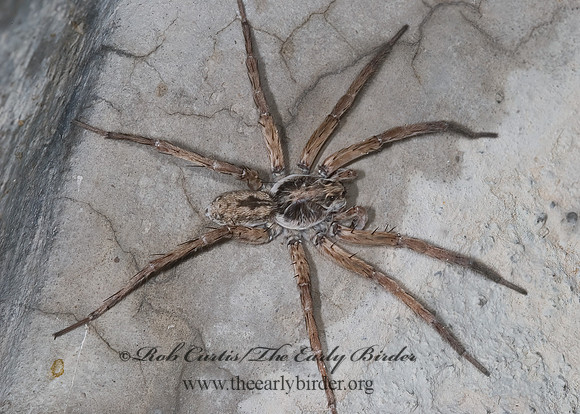 Hogna WOLF SPIDER 7005145z