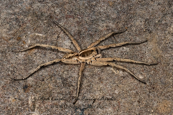 Hogna carolinensis  3033558z