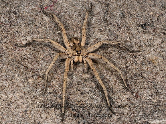 Hogna carolinensis  3033559z