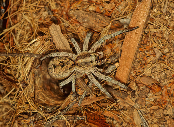 Hogna carolinensis or coloradensis 94537.1z