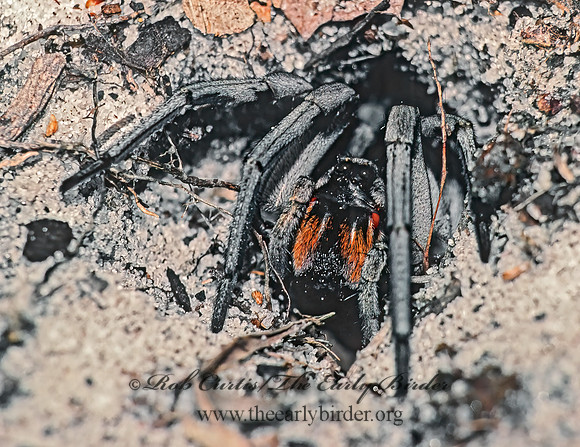 Hogna carolinensis  WOLF SPIDER 21918z