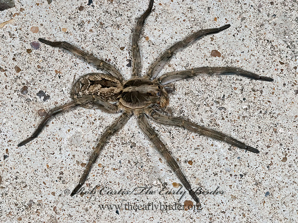 Hogna carolinensis~ 6024244z