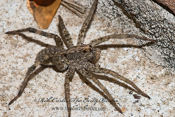 Hogna carolinensis~ 7005120z