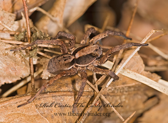 Hogna frondicola WOLF SPIDER 8017476z
