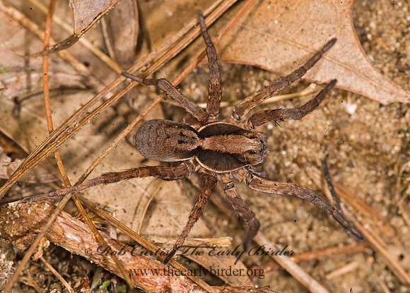 Hogna frondicola WOLF SPIDER 8017477z