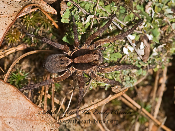 Hogna frondicola 8017479z
