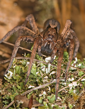 Hogna frondicola 8017484z
