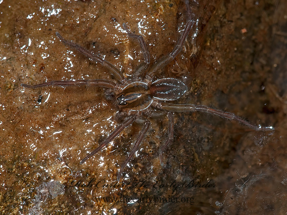 Pirata  WOLF SPIDER 3014258z