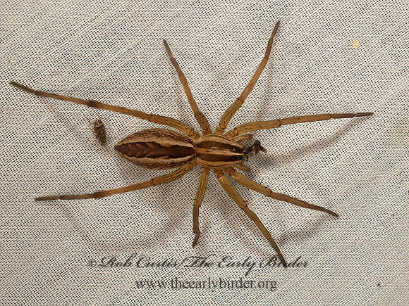 Rabidosa rabida  RABID WOLF SPIDER 9048999z