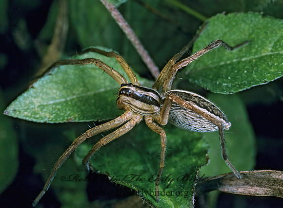 Rabidosa punctulata WOLF SPIDER 168908~z