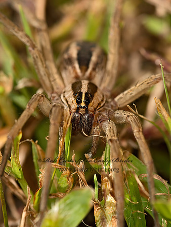 Rabidosa rabida  RABID WOLF SPIDER 9051012z