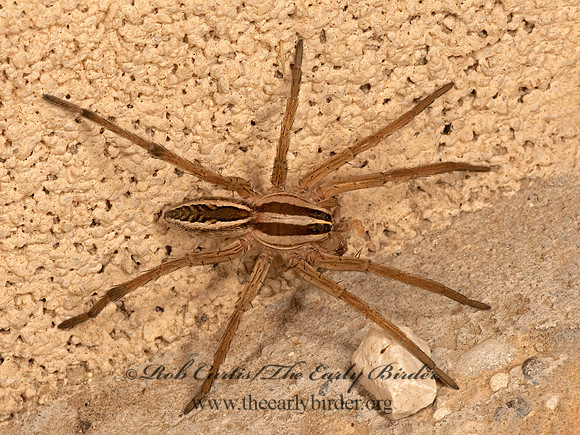 Rabidosa rabida  RABID WOLF SPIDER 3036293z