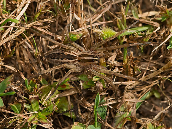 Rabidosa rabida  RABID WOLF SPIDER 9051015z