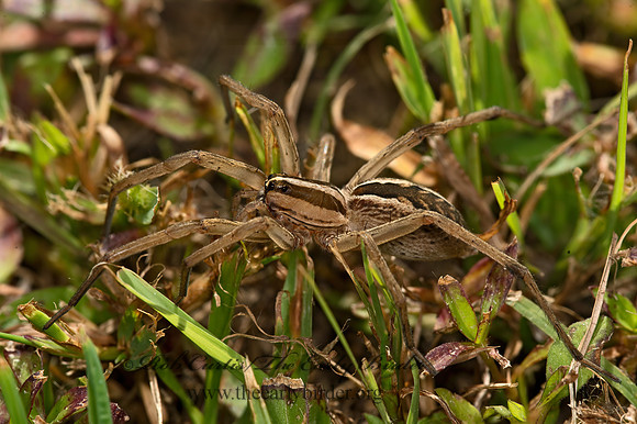 Rabidosa rabida  RABID WOLF SPIDER 9051013z