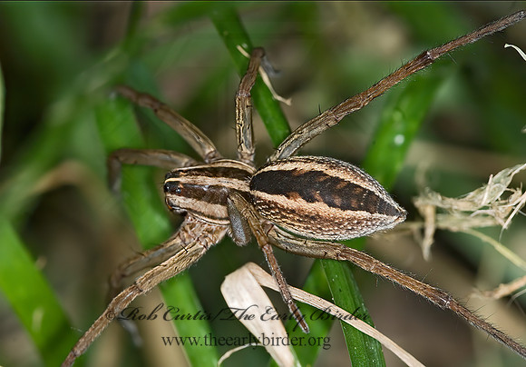 Rabidosa rabida 6012808z