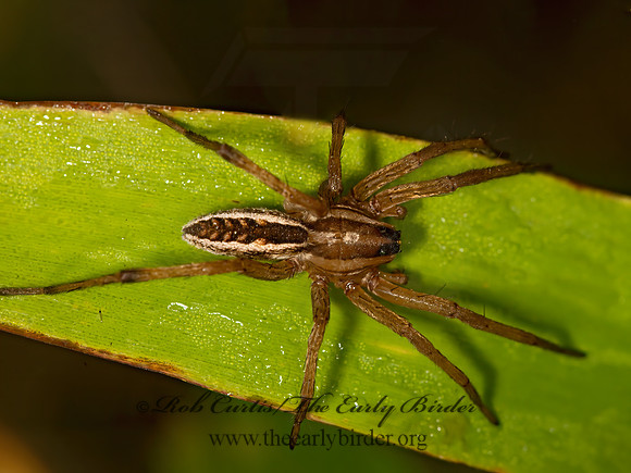Rabidosa rabida  RABID WOLF SPIDER 9052578z
