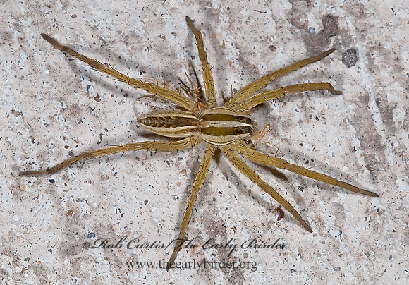 Rabidosa rabida 6023855z