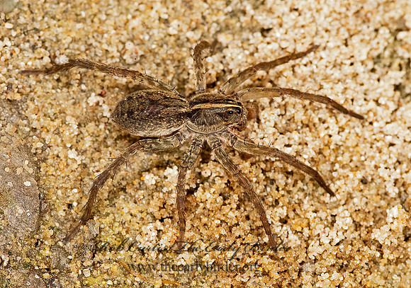 Tigrosa helluo  GIANT WETLAND WOLF SPIDER8023471z